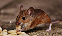 24 Hour & Emergency Exterminators in Round Rock, TX